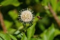 Honeybee with its legs dangling as it approaches a flower