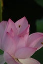 Honeybee-Jiangxi Guangchang white lotus-lotus flower