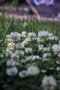 Honeybee kissing white clovers