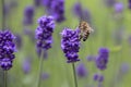 Honeybee on Lavender close up Royalty Free Stock Photo