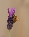 Honeybee on a Lavender flower