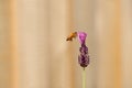 Honeybee on a Lavender flower