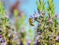 A honeybee on lavender flowers.