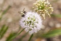 Honeybee on a Lavender Allium Blossom