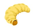 Grub bee larvae with no legs lifecycle vector