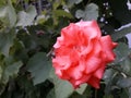 Honeybee on a light red rose in search of nectar. Royalty Free Stock Photo