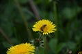 Honey bee on a dandelion Royalty Free Stock Photo
