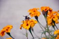 Honeybee in a marigold garden