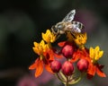 A Honeybee Feeds on Milkweed Flowers