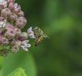 North American Honeybee