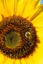 Honeybee Moves Down Side of Sunflower Face Displaying Pollen Baskets