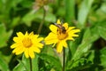 Honeybee on one of two yellow daisy-like wildflowers in Krabi, Thailand