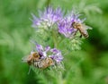 Honeybee on phacelia flower collecting nectar and pollen Royalty Free Stock Photo