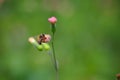 Honeybee on pink dandelion closeup Royalty Free Stock Photo