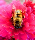 Honeybee on pink flower Royalty Free Stock Photo
