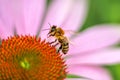 Honeybee on pink flower of Echinacea purpurea collecting pollen and nectar. Close-up Royalty Free Stock Photo