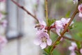 Honeybee on pink flower of peach tree collecting pollen and nectar to make sweet honey with medicinal benefits Royalty Free Stock Photo