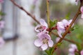 Honeybee on pink flower of peach tree collecting pollen and nectar to make sweet honey with medicinal benefits Royalty Free Stock Photo