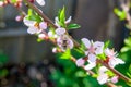 Honeybee on pink flower of peach tree collecting pollen and nectar to make sweet honey with medicinal benefits Royalty Free Stock Photo