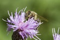 Honeybee on pink thistle Royalty Free Stock Photo