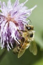 Honeybee on pink thistle Royalty Free Stock Photo