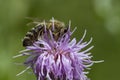 Honeybee on pink thistle Royalty Free Stock Photo