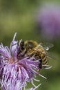 Honeybee on pink thistle Royalty Free Stock Photo