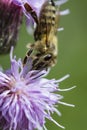 Honeybee on pink thistle Royalty Free Stock Photo