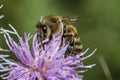 Honeybee on pink thistle Royalty Free Stock Photo