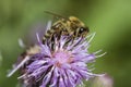 Honeybee on pink thistle Royalty Free Stock Photo