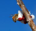 HoneyBee in plum flower