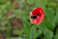 Honeybee with pollen basket flying over red tulip flower