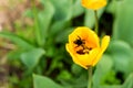 Honeybee with pollen basket flying over yellow tulip flower