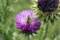 Honeybee pollenating a Thistle Flower Royalty Free Stock Photo