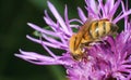 Honeybee pollinated of flower Royalty Free Stock Photo