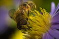 Honeybee pollinated macro Royalty Free Stock Photo