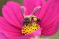 Honeybee pollinated of red flower Royalty Free Stock Photo