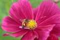 Honeybee pollinated of red flower Royalty Free Stock Photo