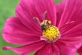 Honeybee pollinated of red flower Royalty Free Stock Photo