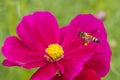 Honeybee pollinated of red flower Royalty Free Stock Photo