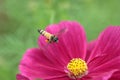 Honeybee pollinated of red flower Royalty Free Stock Photo