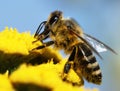 Honeybee pollinated of yellow flower Royalty Free Stock Photo