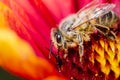 Honeybee pollinates a colourful flower/ Honeybee pollinates a colourful flowe. Closeup. Pollinations of concept Royalty Free Stock Photo