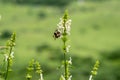 A honeybee pollinates a wild wildflower. Insect close-up. Blurred background Royalty Free Stock Photo
