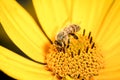 Honey bee pollinates a yellow flower. Closeup. Pollinations of concept Royalty Free Stock Photo