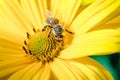 Honeybee pollinates a yellow flower/ Closeup. Pollinations of concept Royalty Free Stock Photo