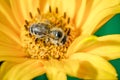 Honeybee pollinates a yellow flower/ Closeup. Pollinations of concept Royalty Free Stock Photo