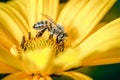 Honeybee pollinates a yellow flower/ Closeup. Pollinations of concept Royalty Free Stock Photo