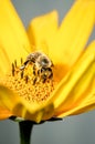 Honey bee pollinates a yellow flower of heliopsis. Closeup. Pollinations of concept Royalty Free Stock Photo