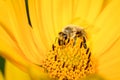 Honeybee pollinates a yellow flower of heliopsis. Closeup. Pollinations of concept Royalty Free Stock Photo